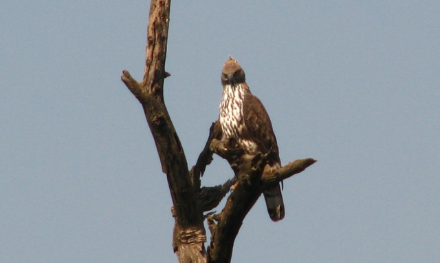 Male Eagle